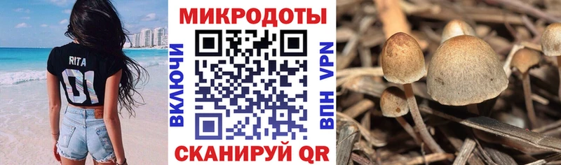 KRAKEN ТОР  сколько стоит  Гремячинск  Псилоцибиновые грибы GOLDEN TEACHER 